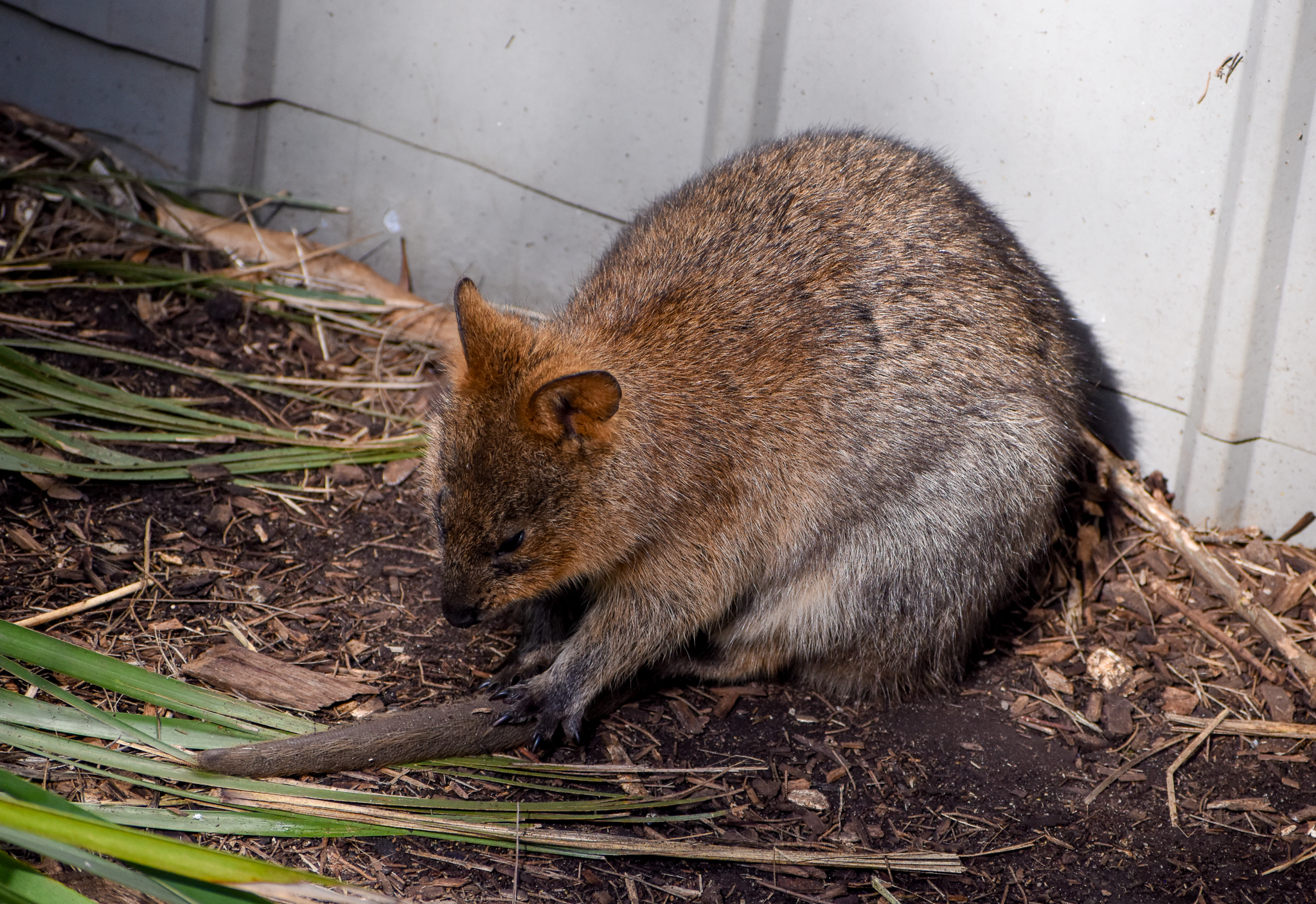 Quokka