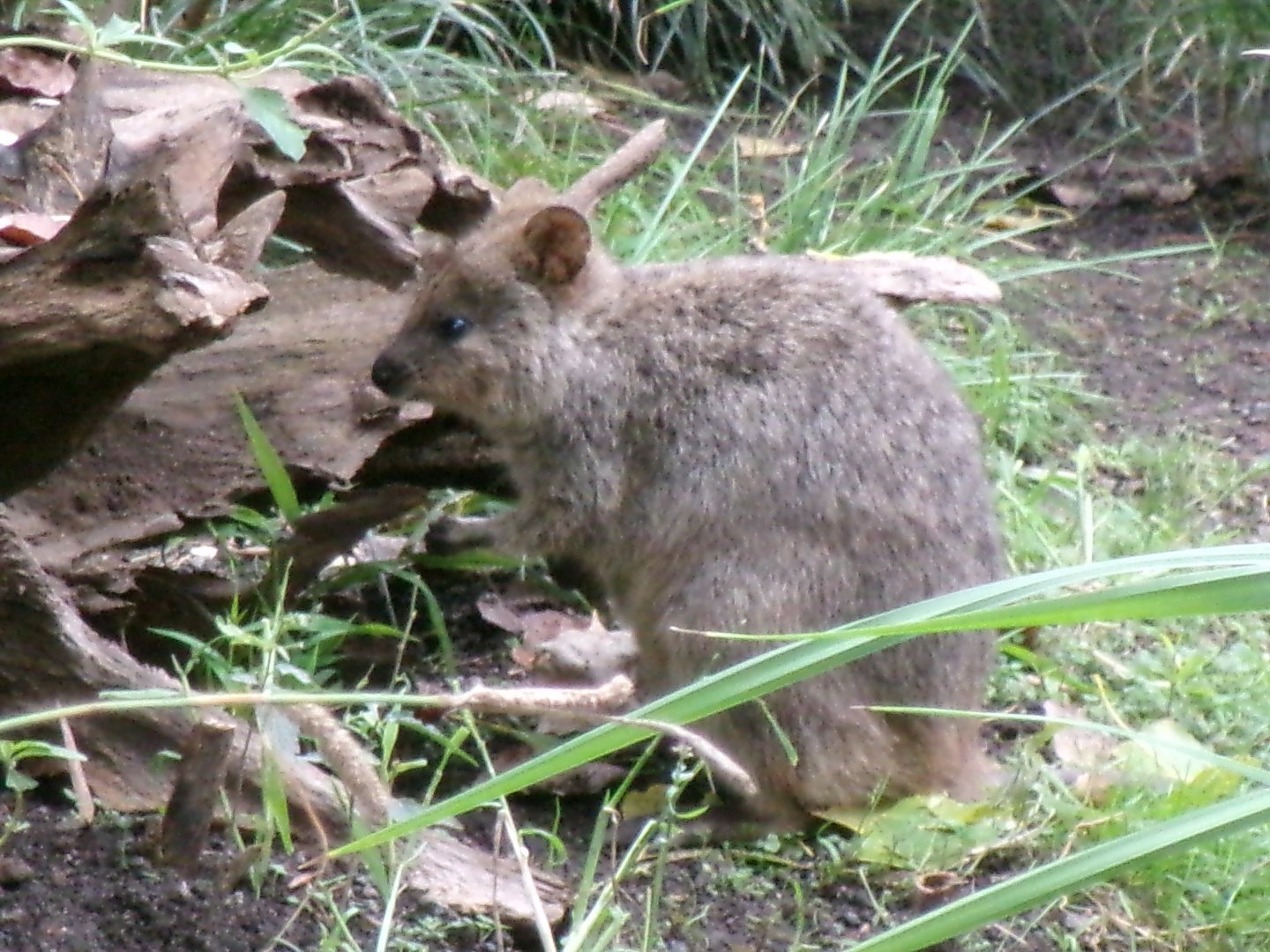 Quokka