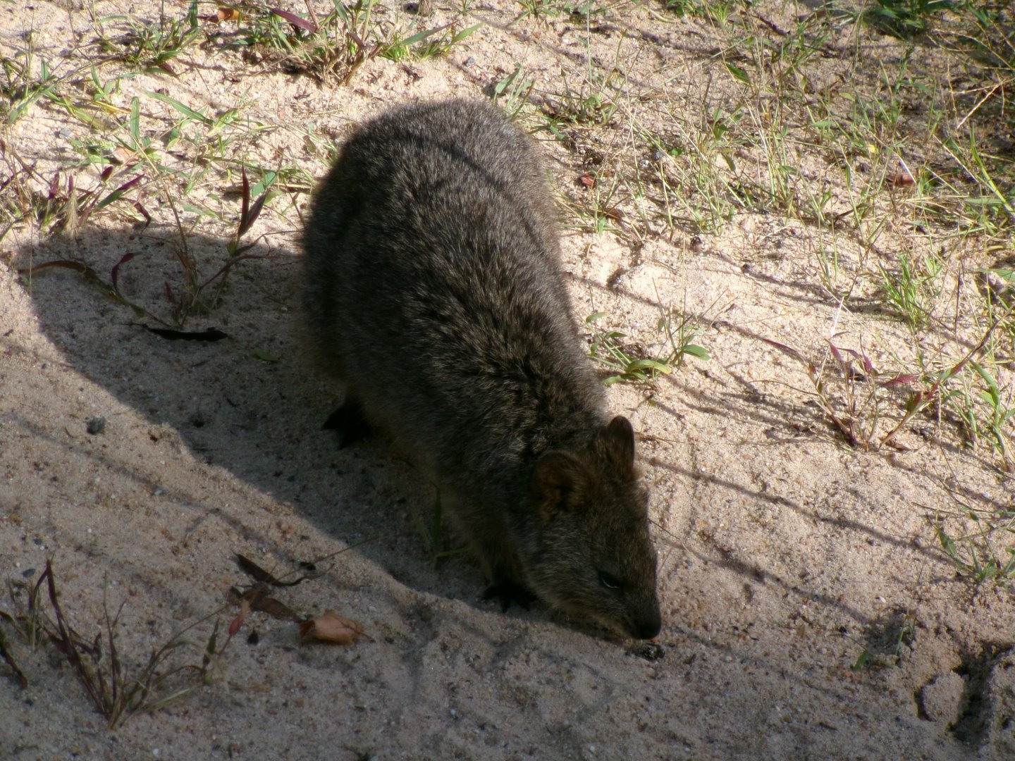 Quokka