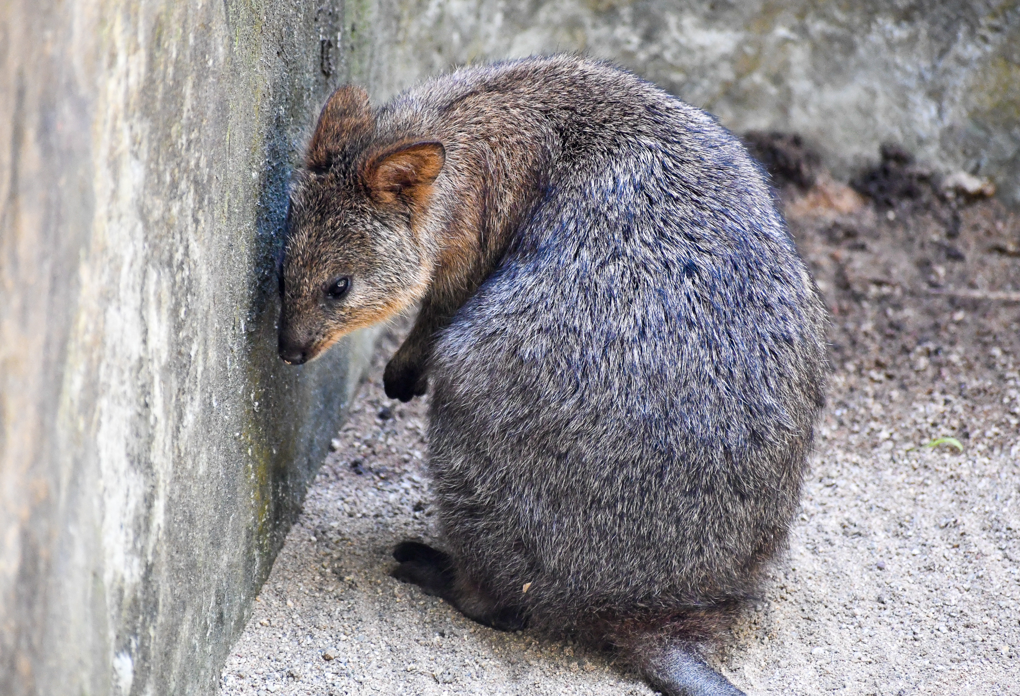 Quokka