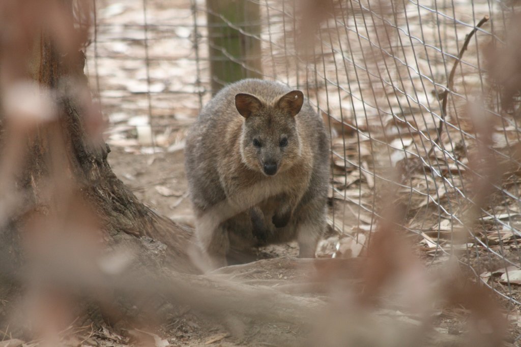 Quokka