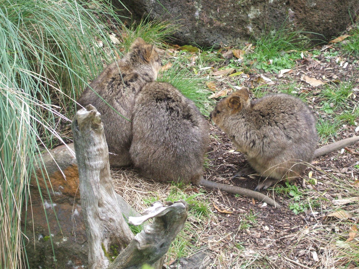 Quokkas, 2011
