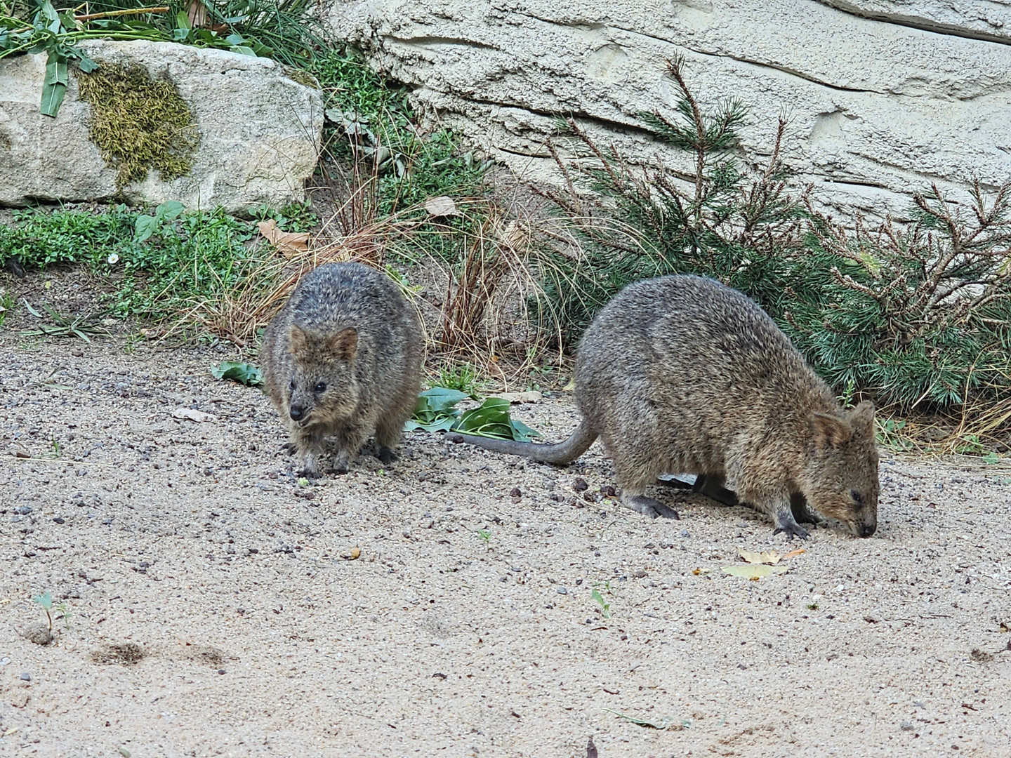 Quokkas (Setonix brachyurus), Sep. 2023