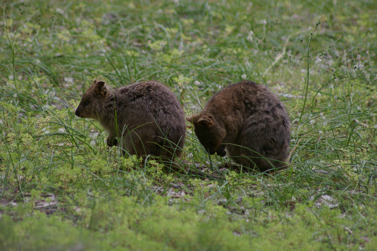 Quokkas (Setonix brachyurus)