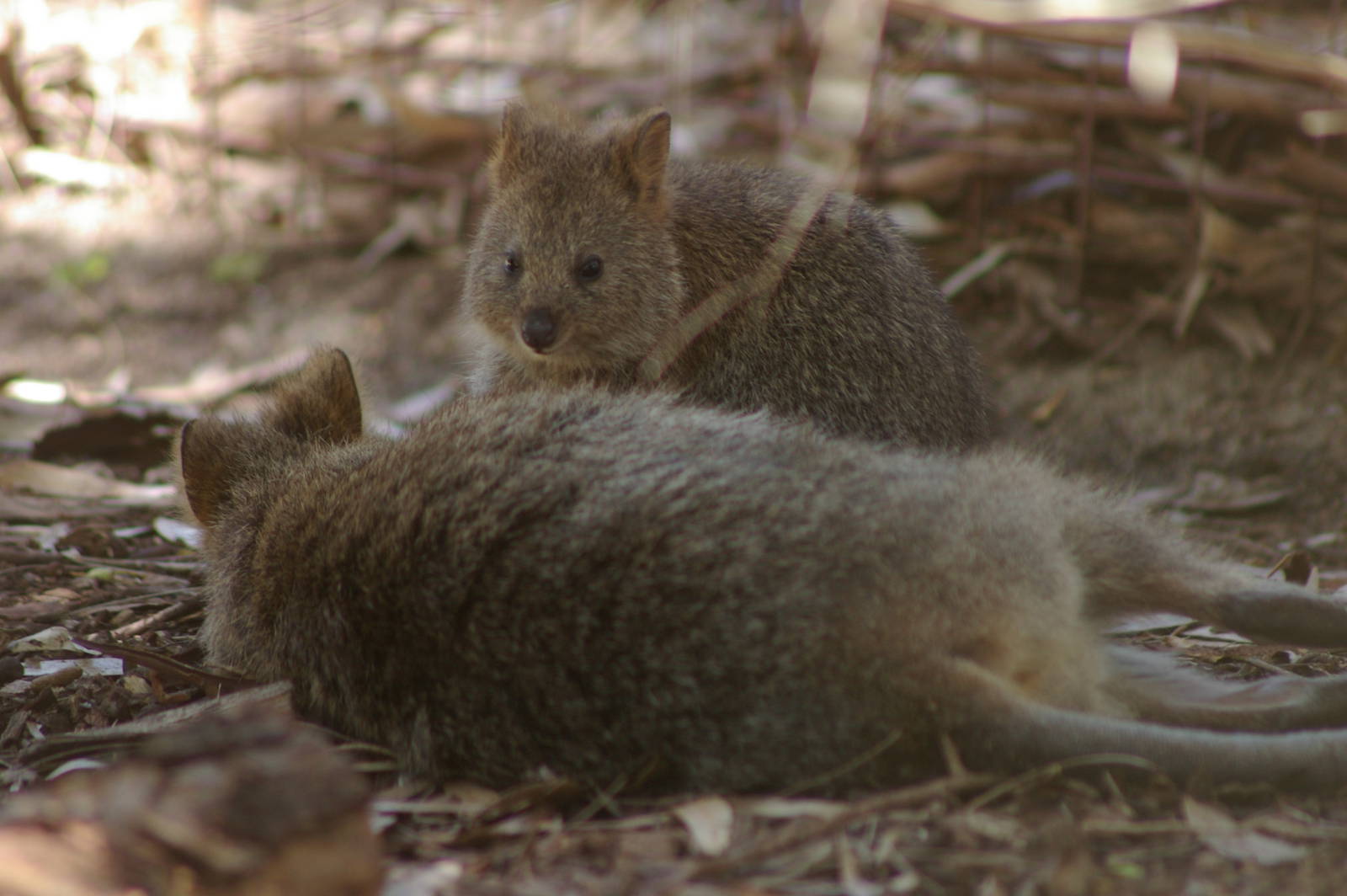 Quokkas (Setonix brachyurus)