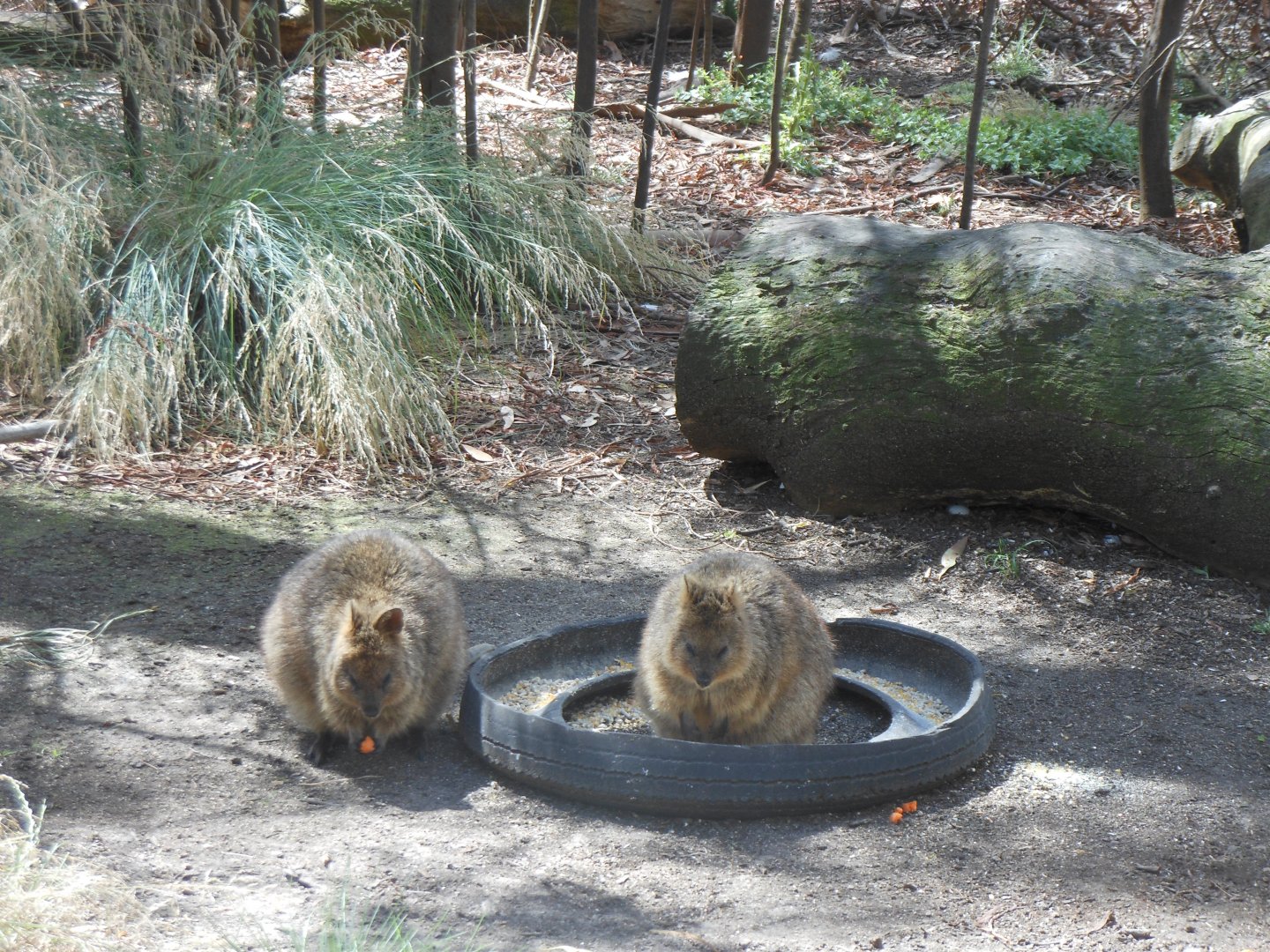 Quokkas (Setonix brachyurus)