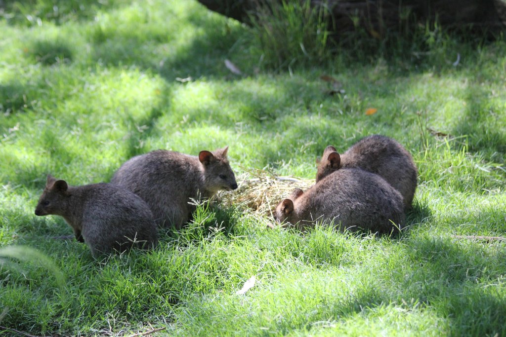Quokkas