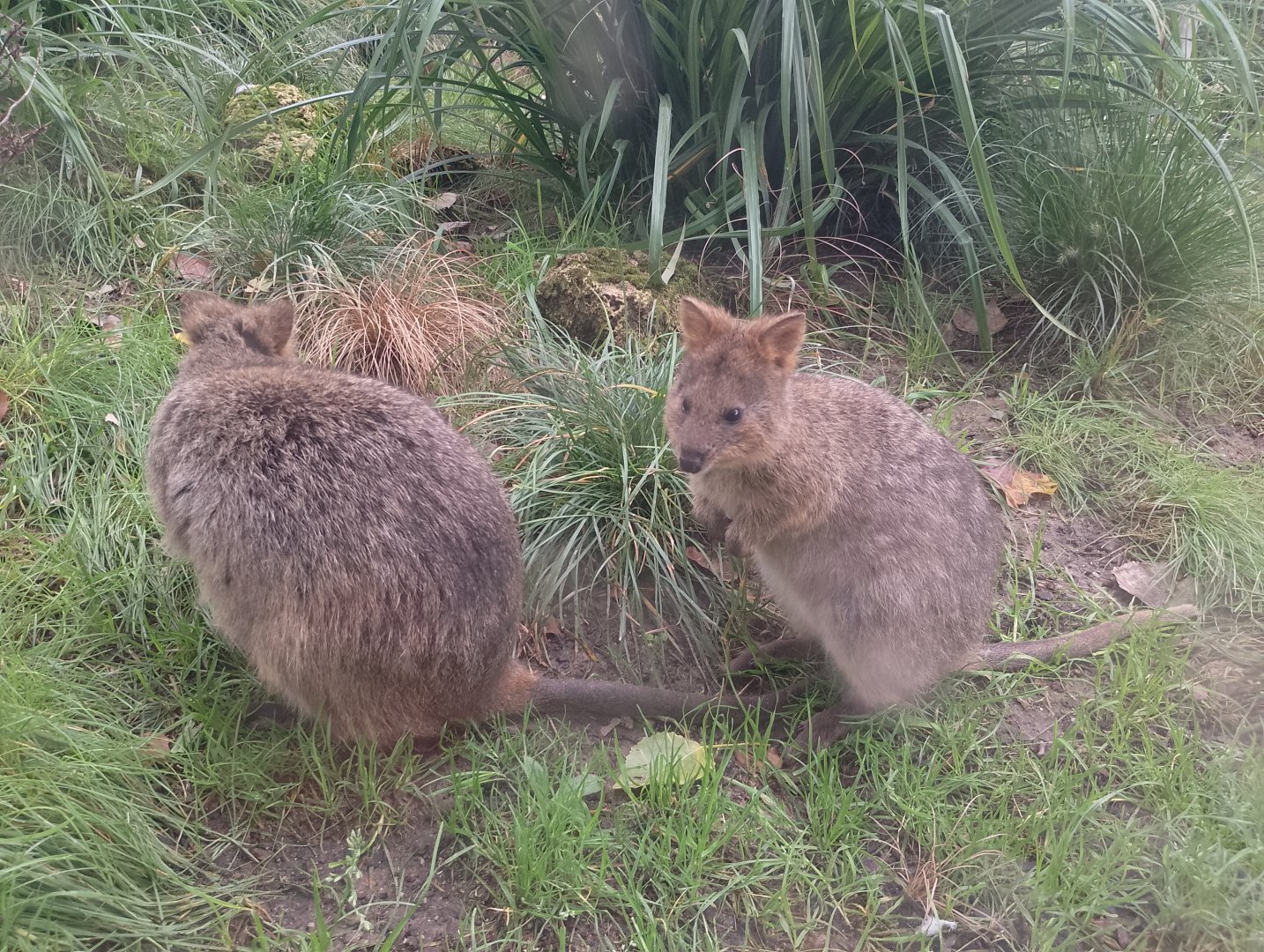 Quokkas