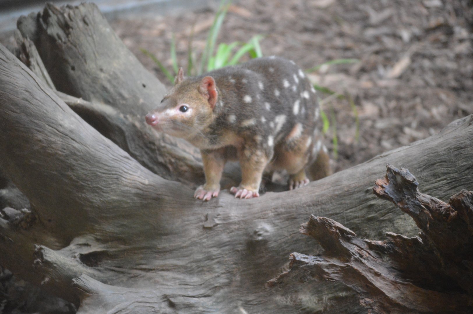 Quoll, 2019