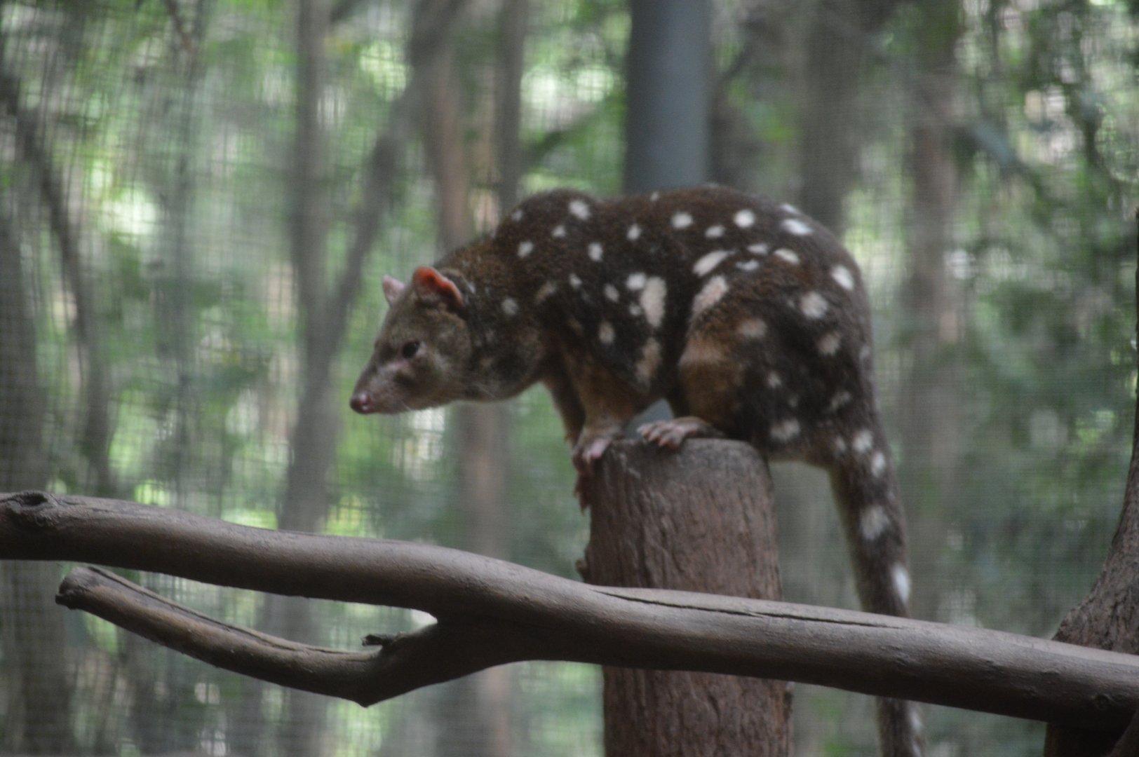Quoll, 2019