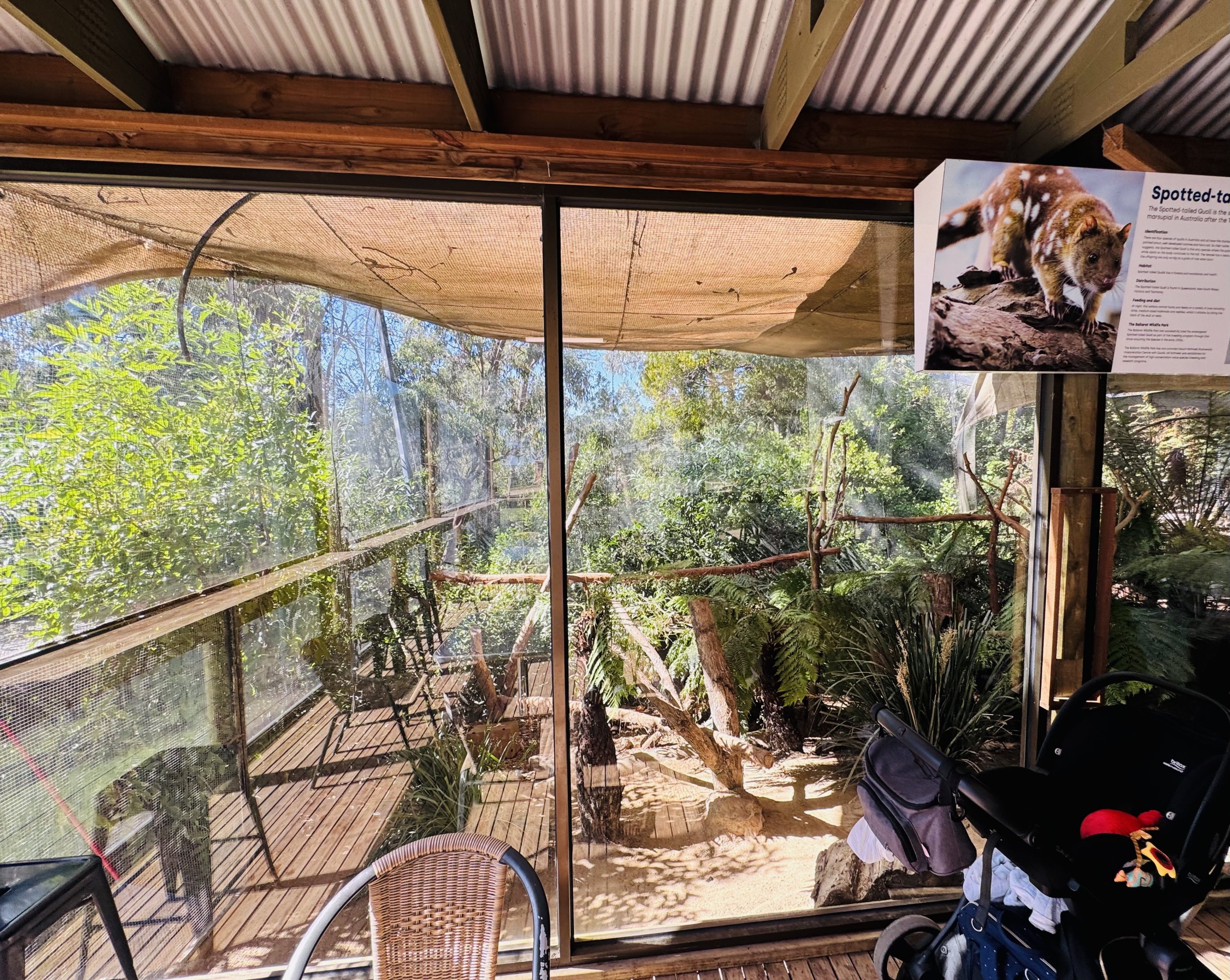 Quoll enclosure in café