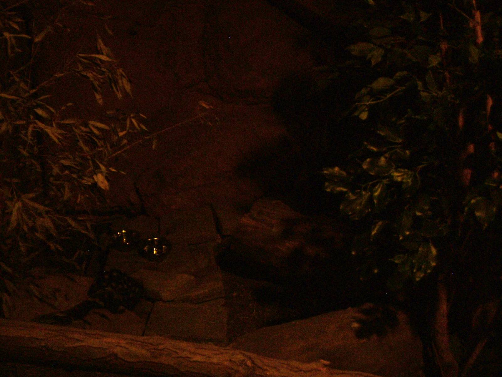 Quoll Exhibit - Gondwanaland, Leipzig, 02/09/11