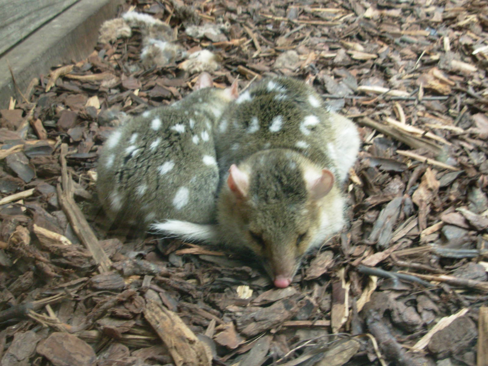 Quoll - Phillip Island Wildlife Park
