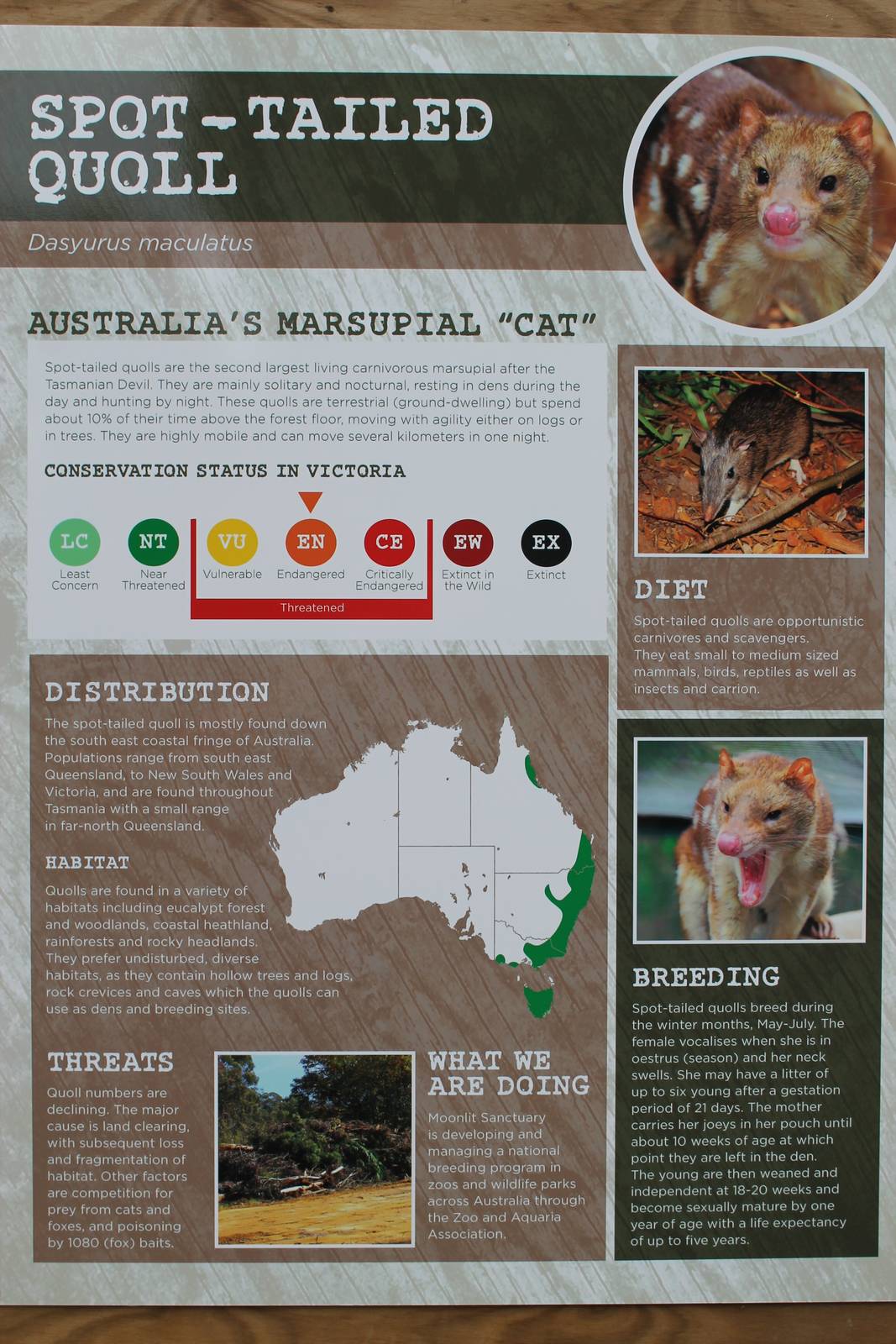 quoll signage