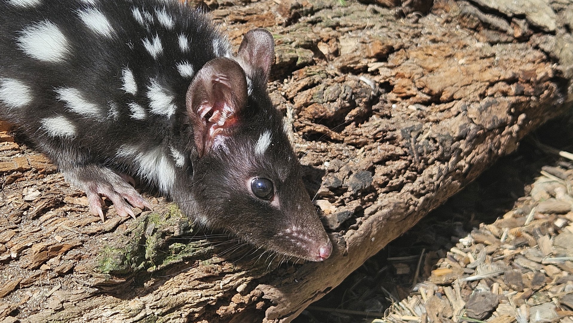 Quoll