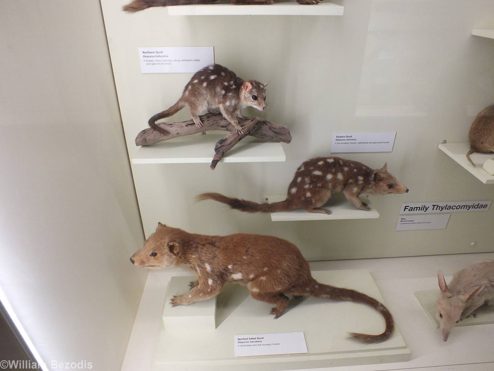 Quolls - Queensland Museum
