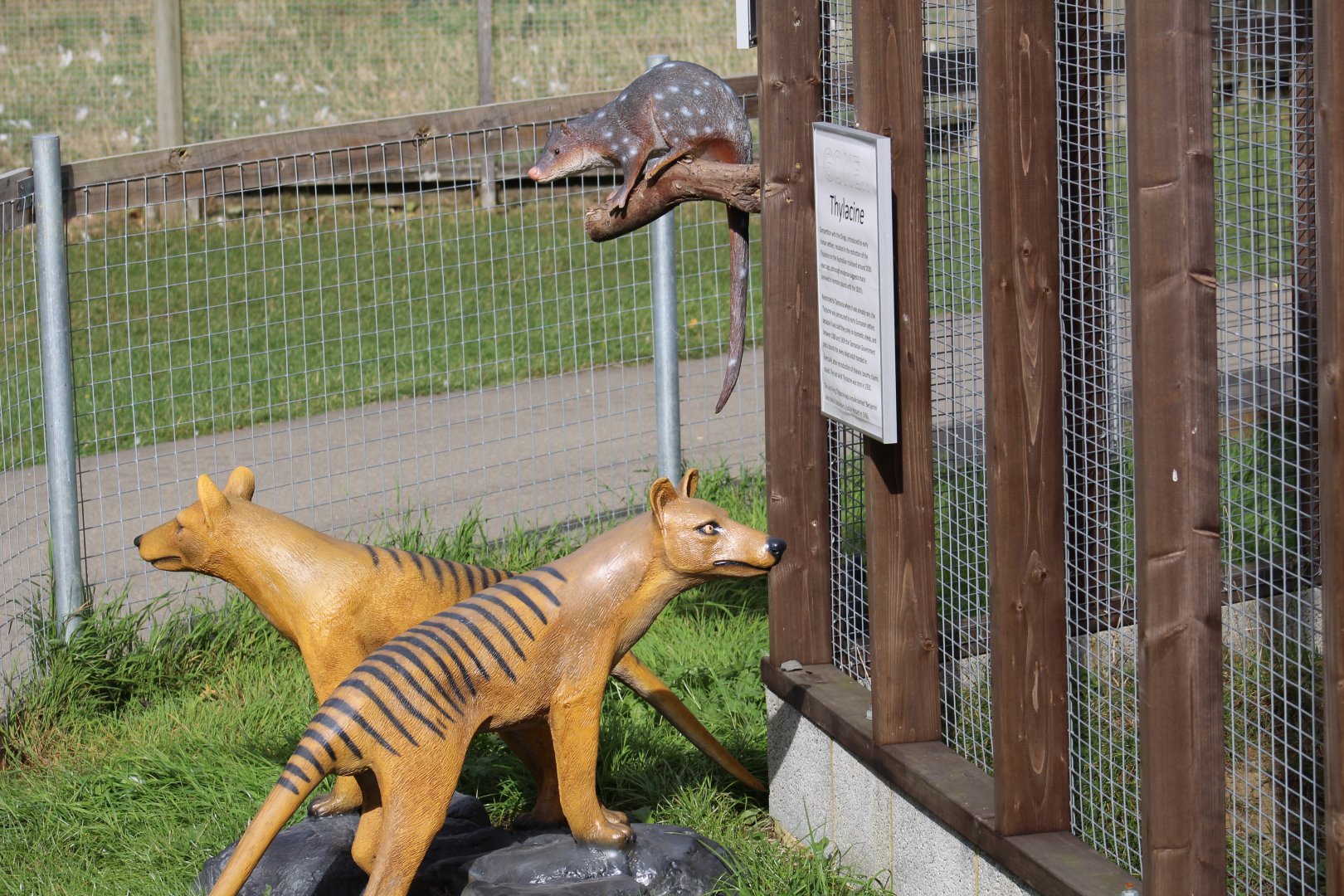 Quolls & Thylacines