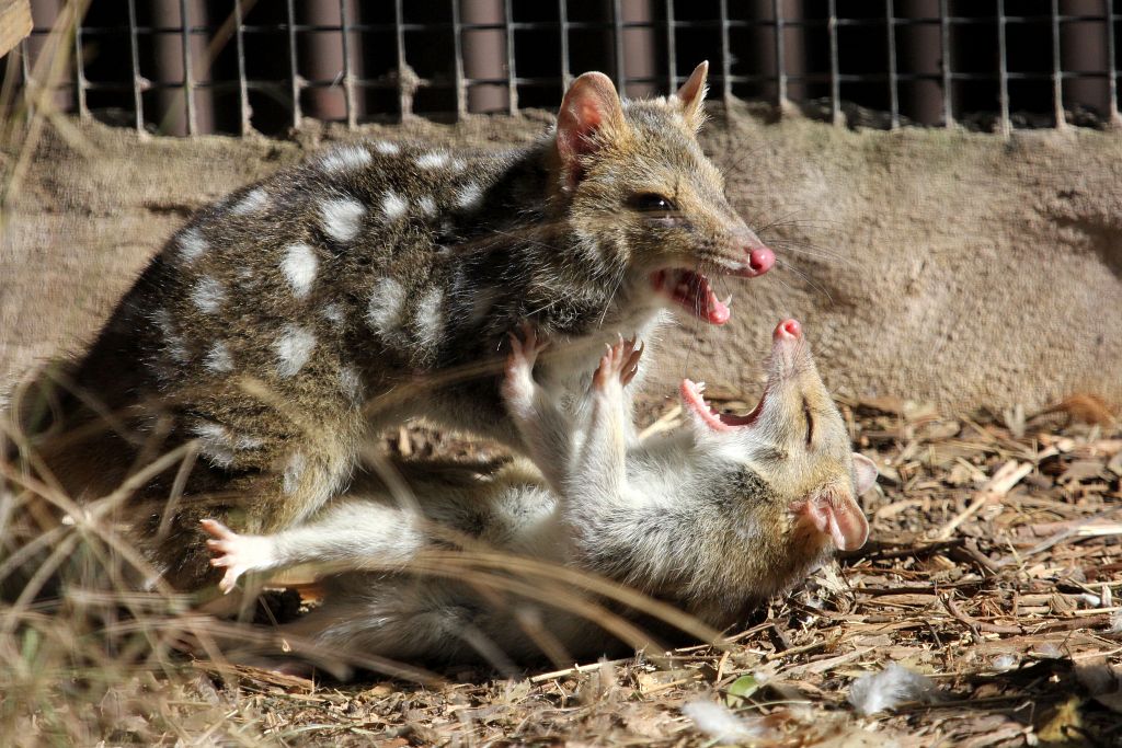 Quolls