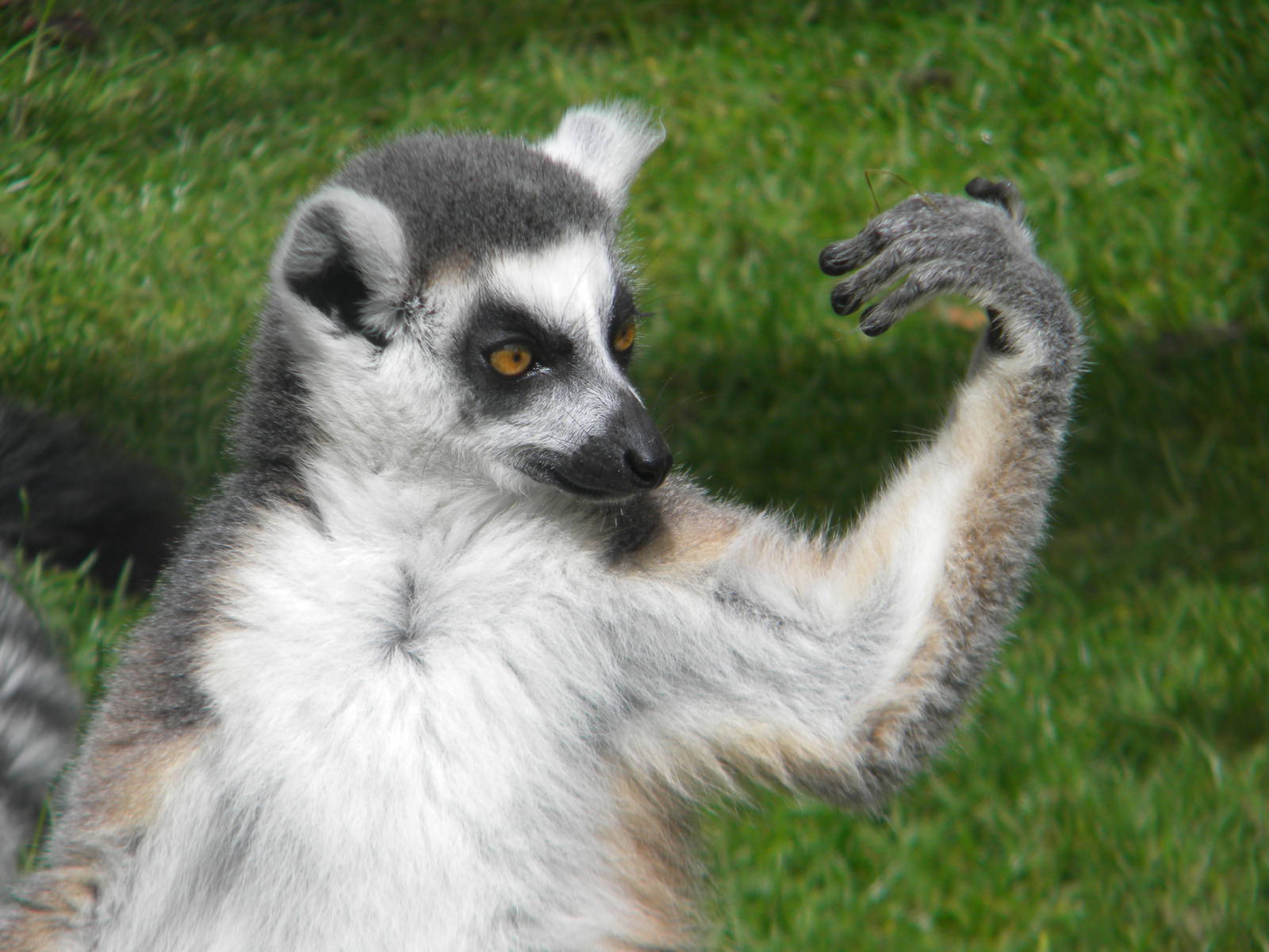 "Luck at my muscles!" Ring tailed Lemur at Blackpool Zoo