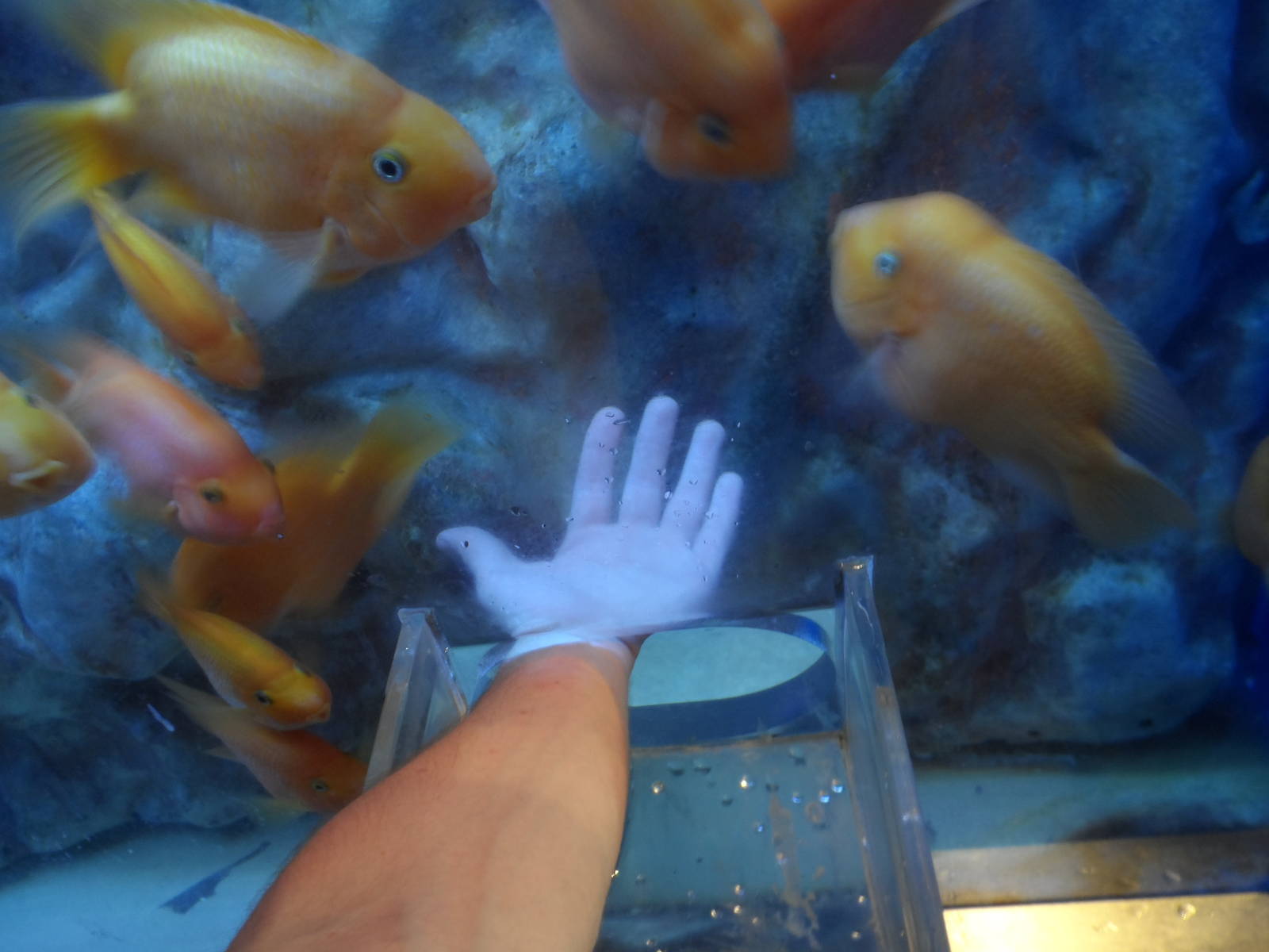 "Touch Tank"