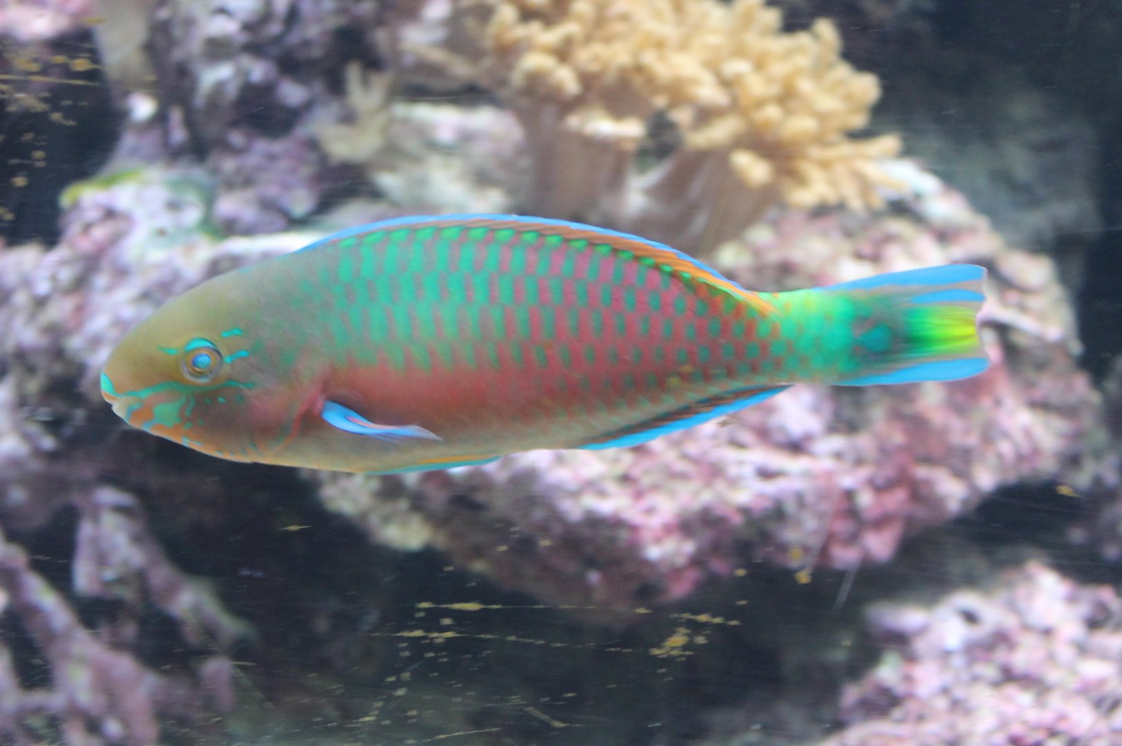 Quoyi parrotfish