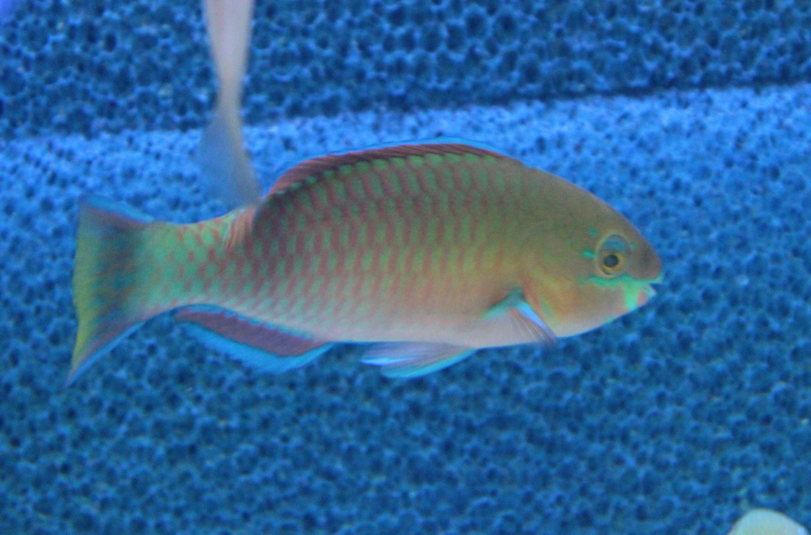 Quoyi"s parrotfish - Scarus quoyi