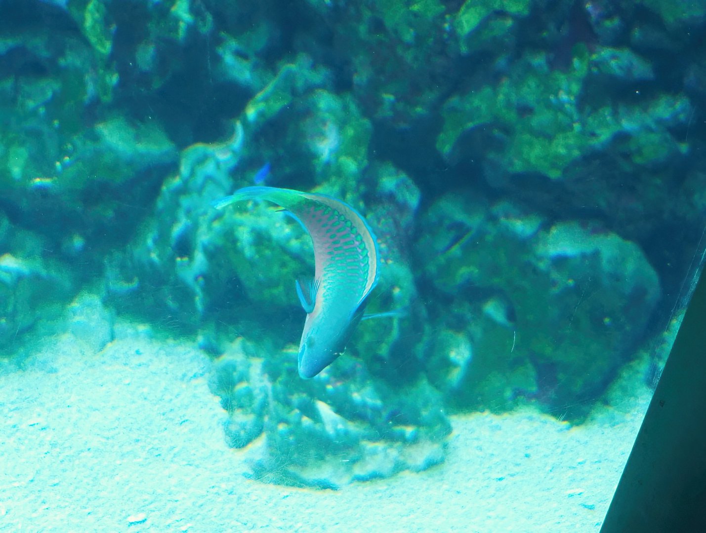 Quoy's parrotfish (Scarus quoyi), 2023-04-08