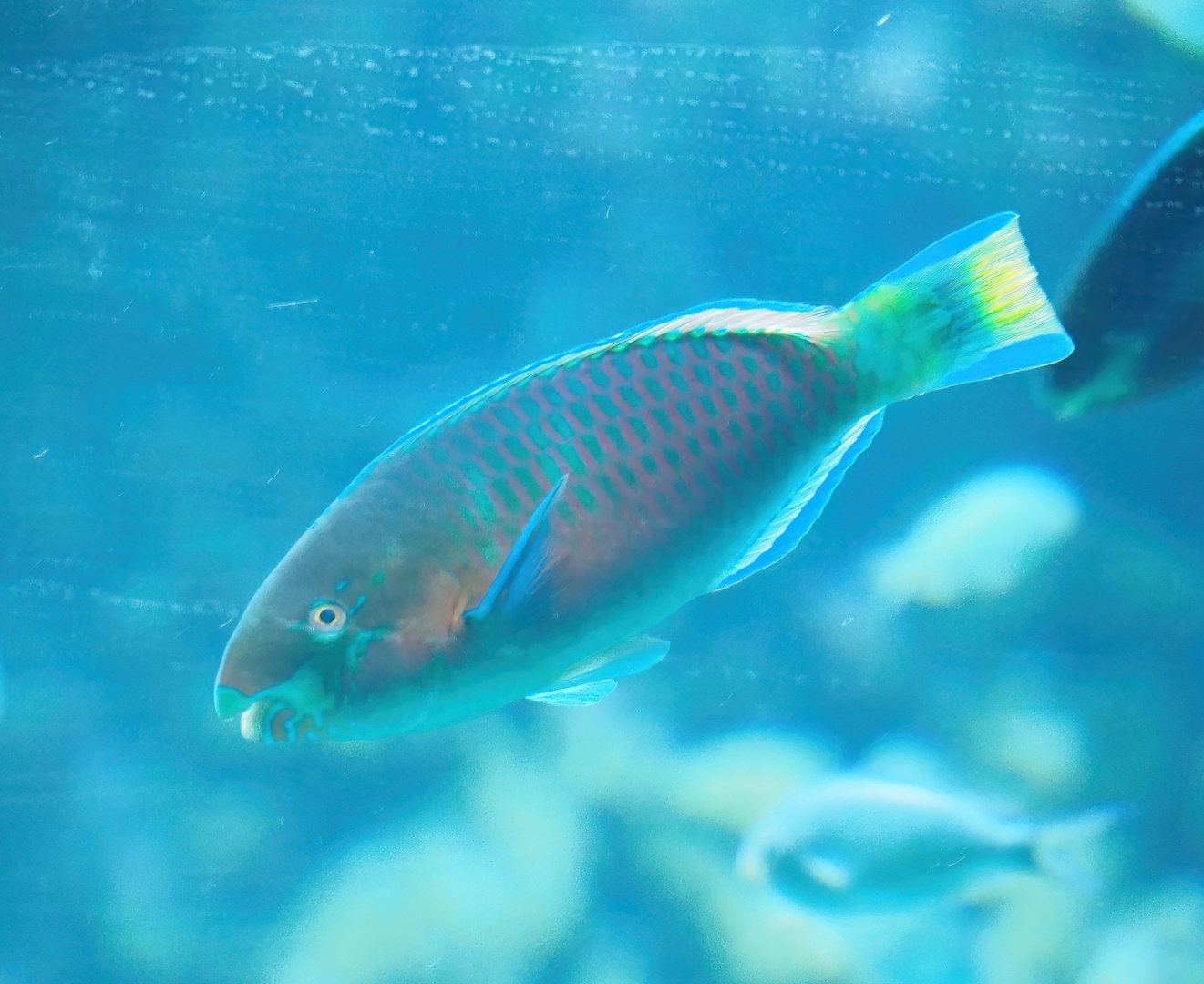 Quoy's parrotfish (Scarus quoyi), 2023-07-02