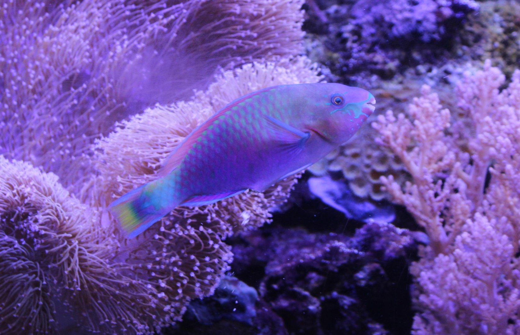 Quoy's parrotfish -  Scarus quoyi