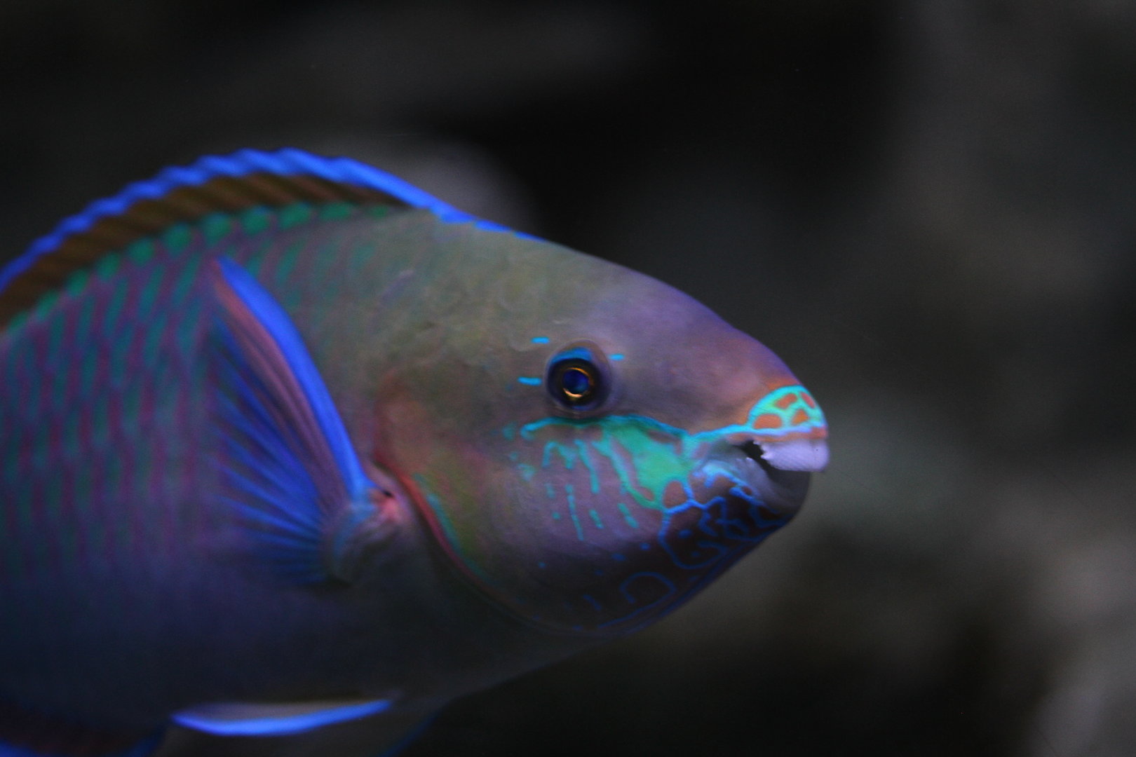 Quoy's parrotfish (Scarus quoyi)