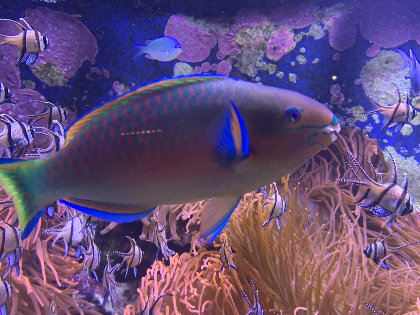 Quoy's parrotfish