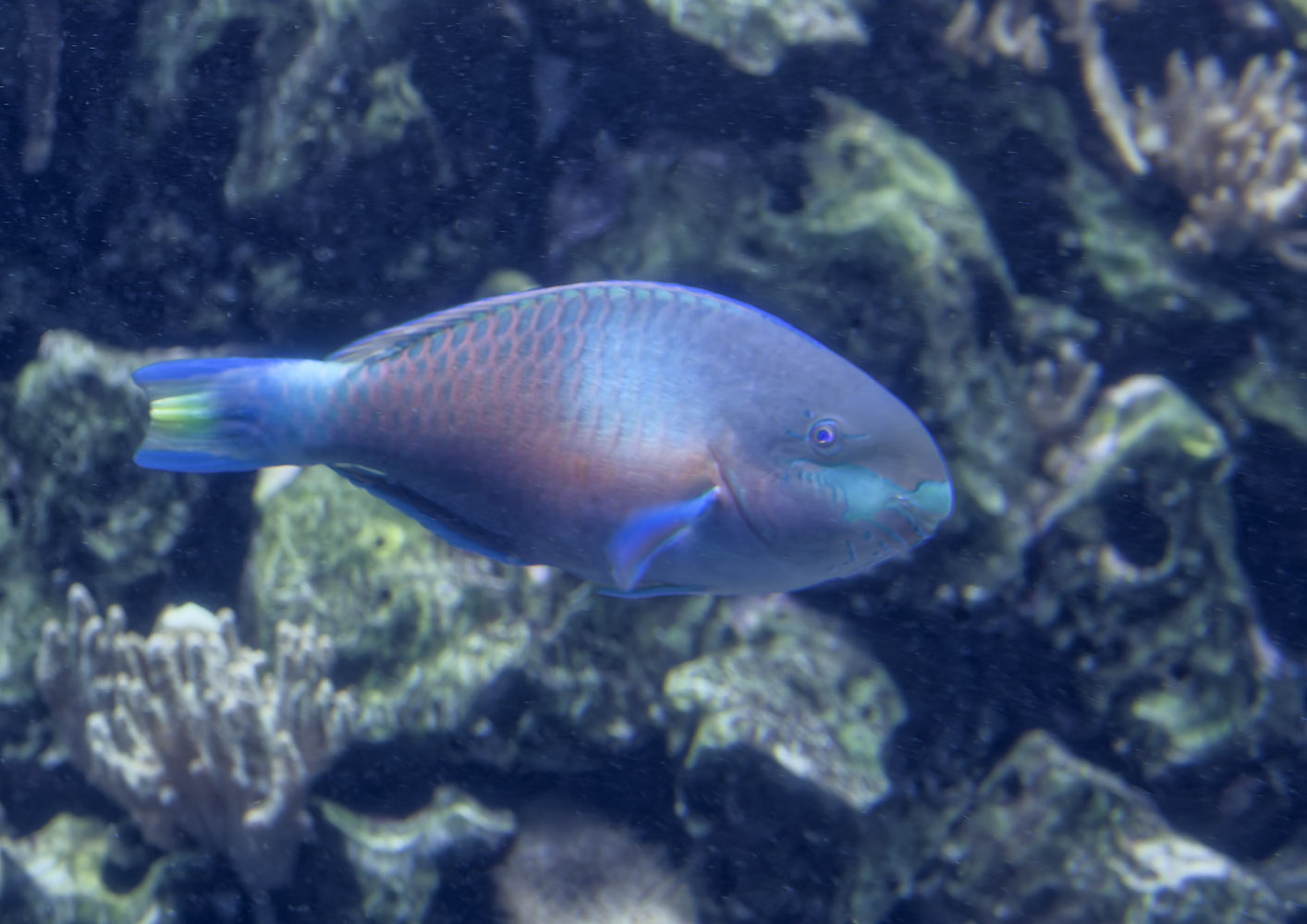 Quoy's parrotfish