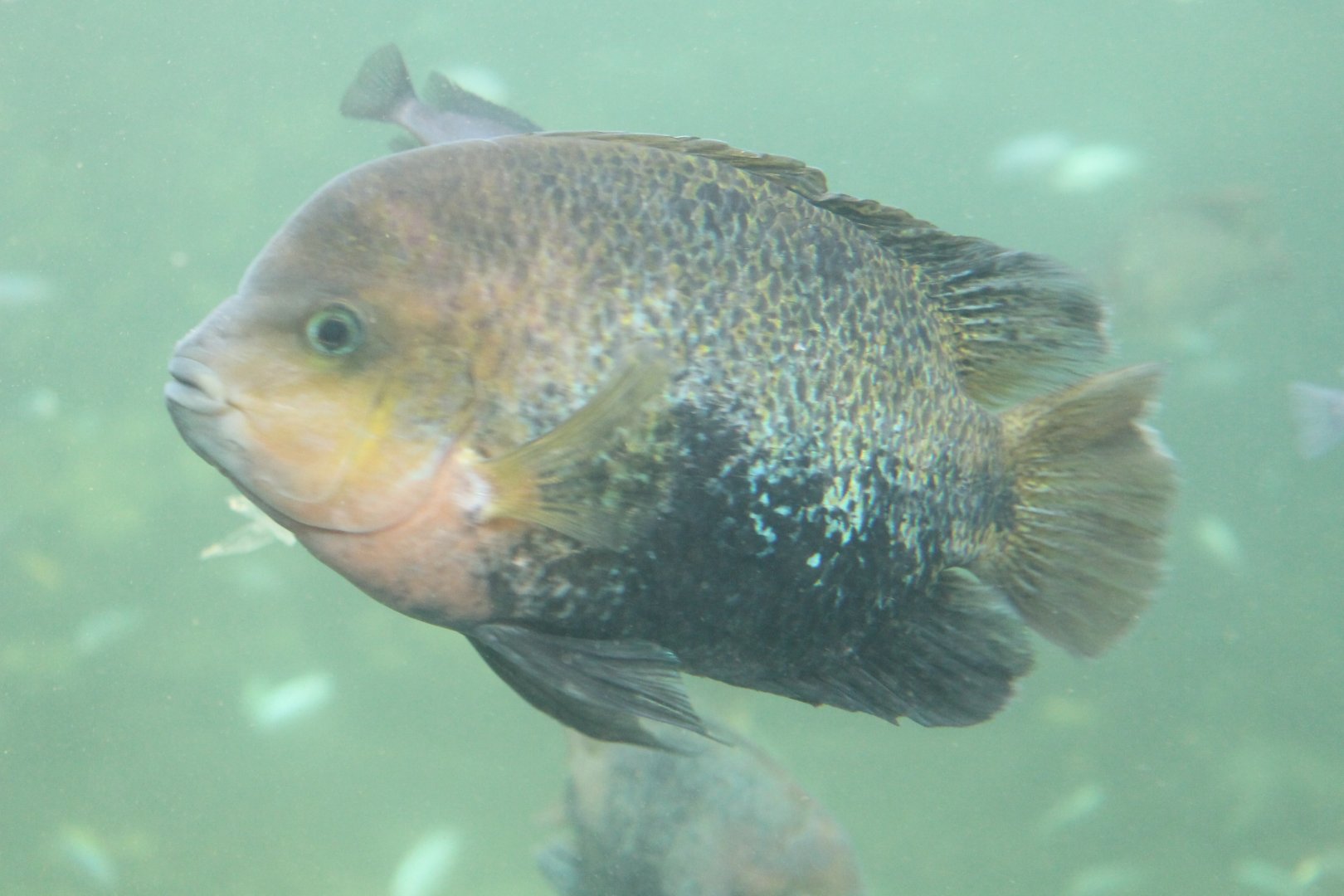 Qutzalt cichlid
