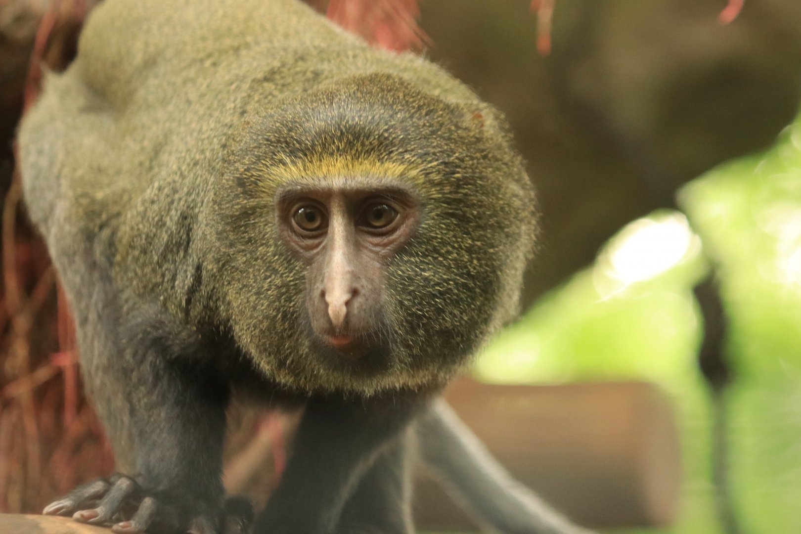 Qwl-faced monkey (August 2019)