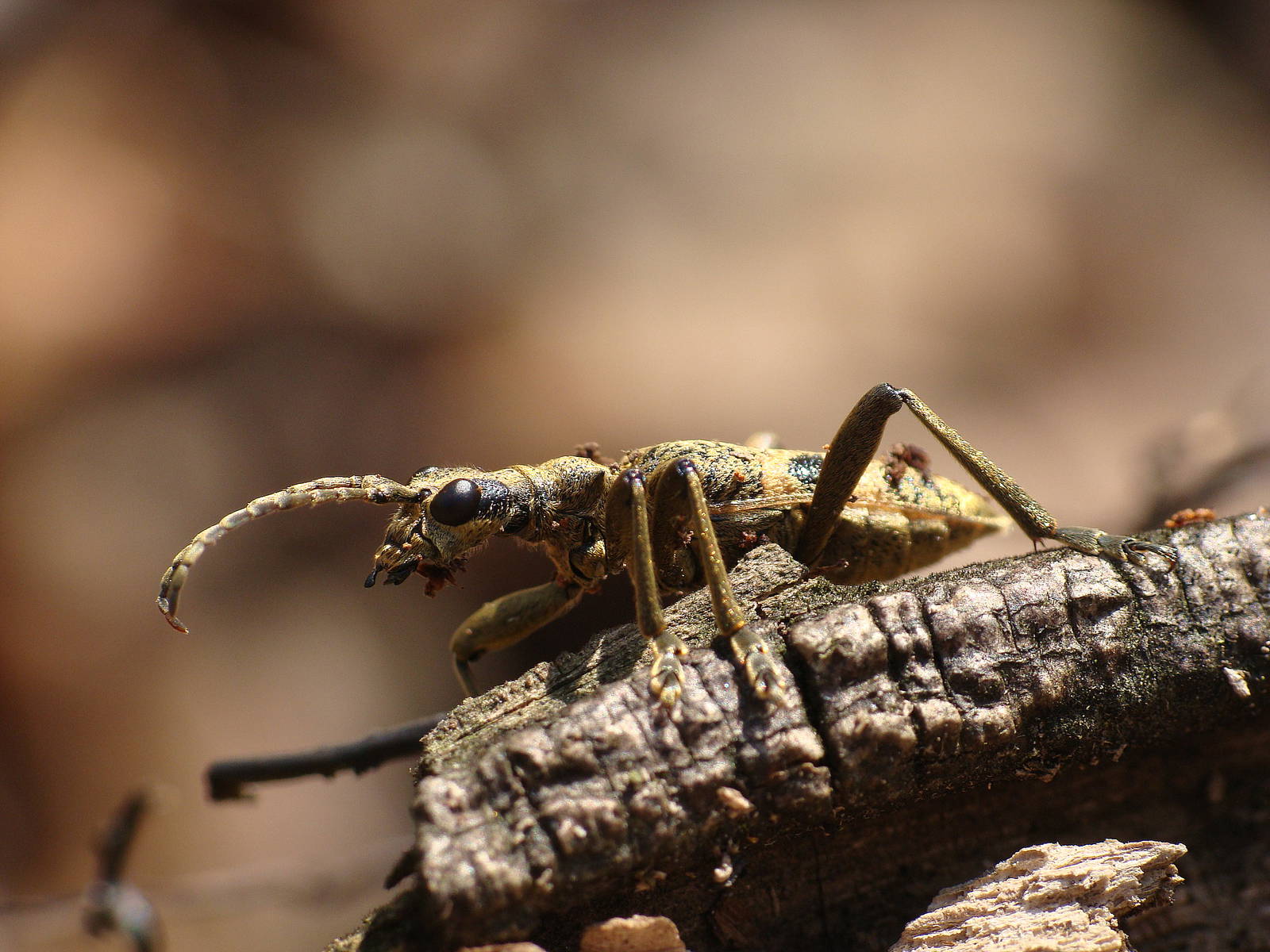 Rębacz szary (Rhagium mordax