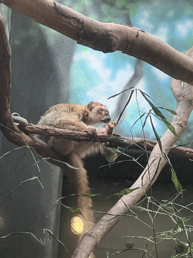R.I.P. Bardot the blue eyed lemur 3/13/1990-11/11/2022