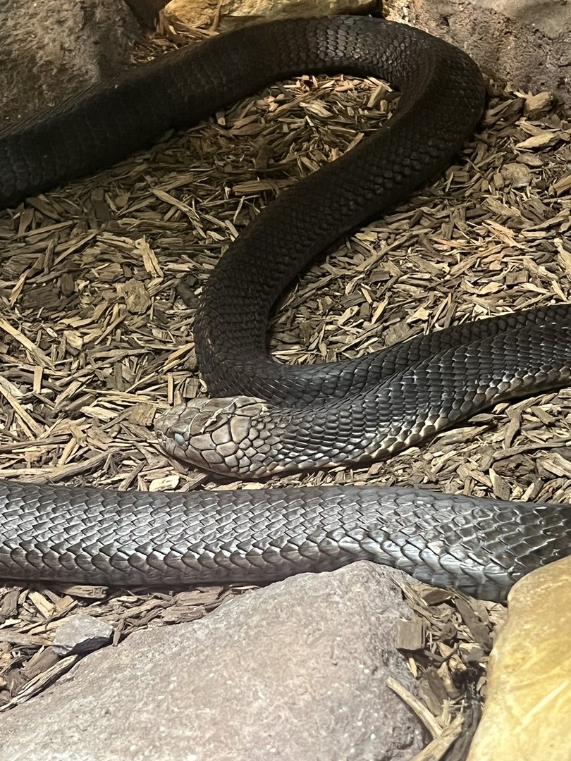 R.I.P. King Cobra October 1, 2022