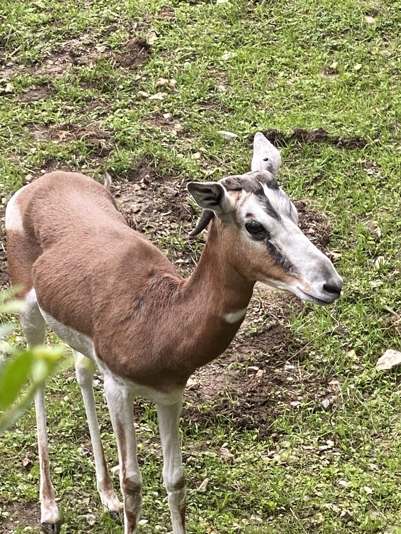 R.I.P. Moira Abby the Mhorr gazelle 3/17/2008-November 2022