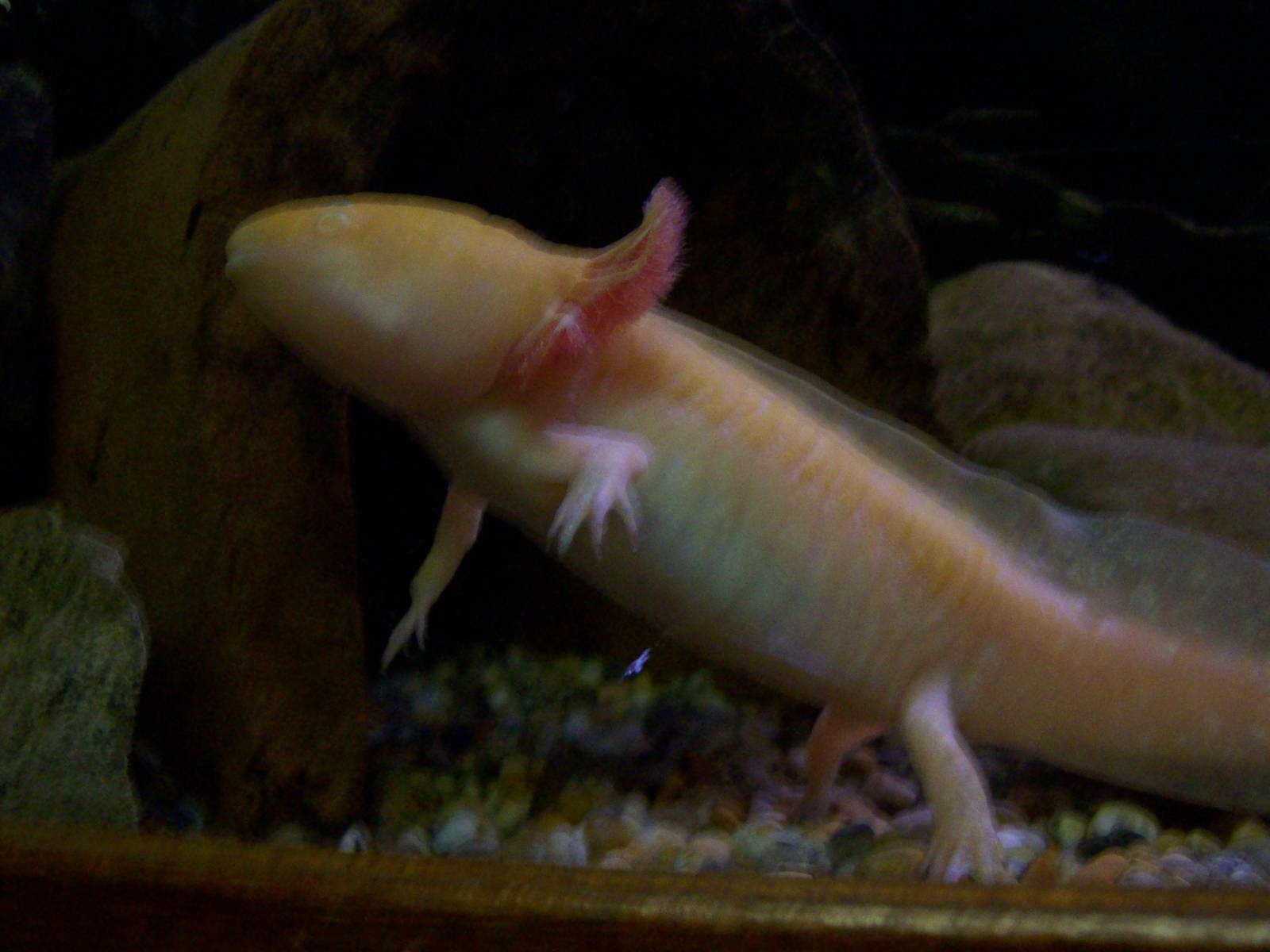 r.i.p. to the former reptile house