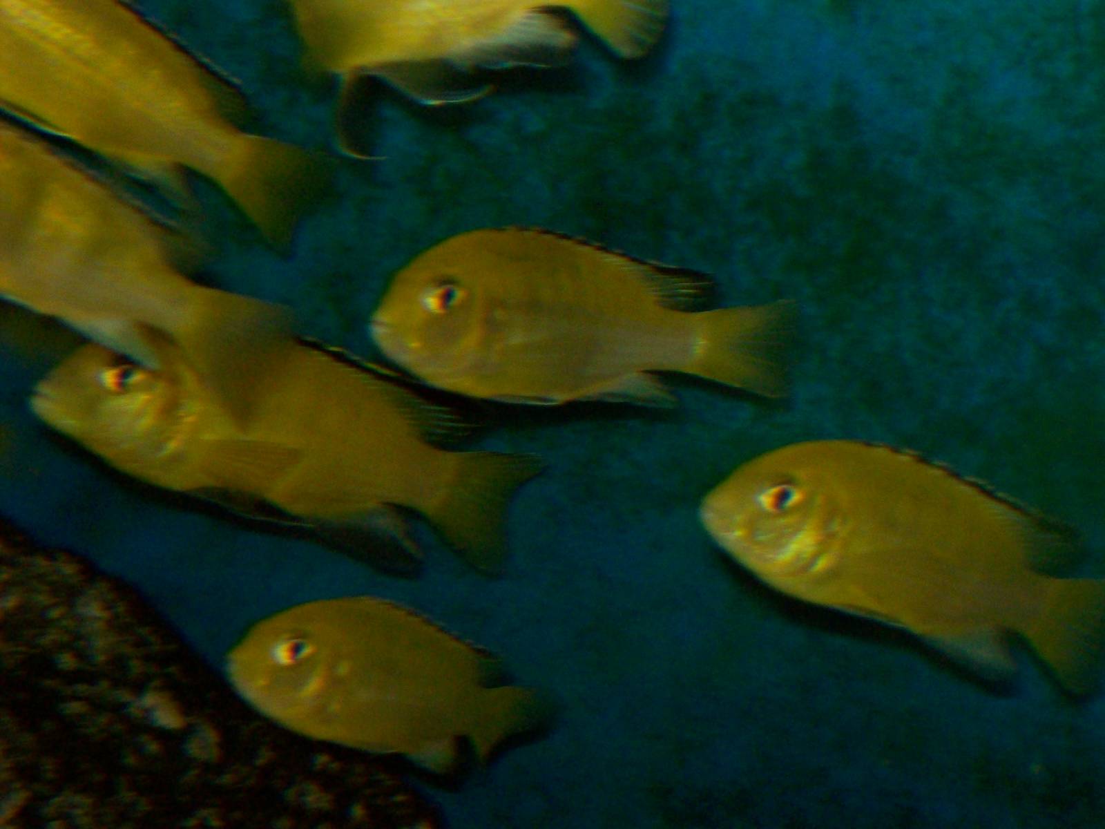 r.i.p. to the former reptile house