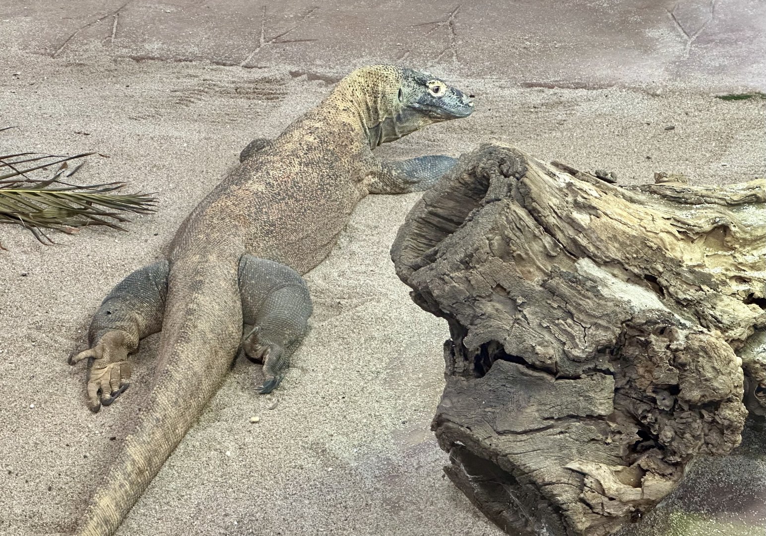 Raba (Komodo Dragon)