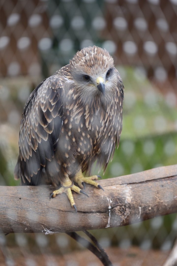 Rabat Zoo - Black kite (Milvus migrans)