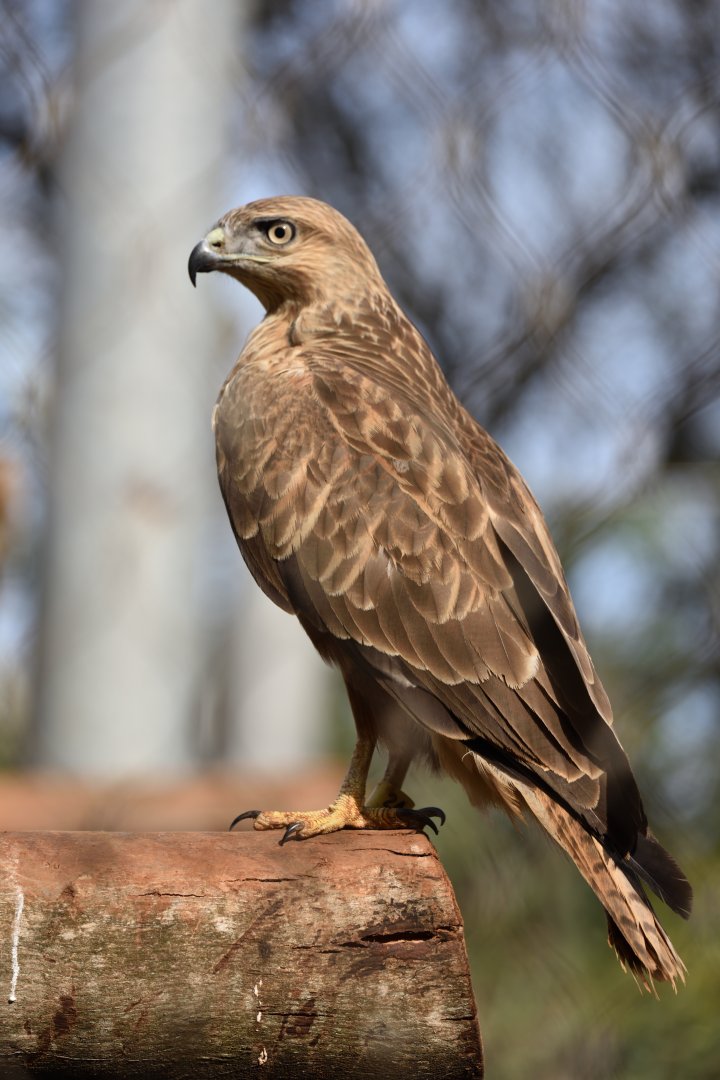 Rabat Zoo - Common buzzard (Buteo buteo)