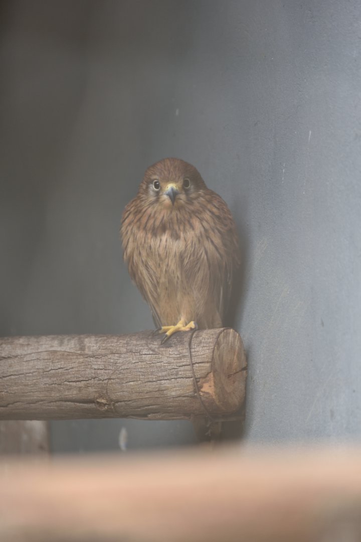 Rabat Zoo - Common kestrel (Falco tinnunculus)