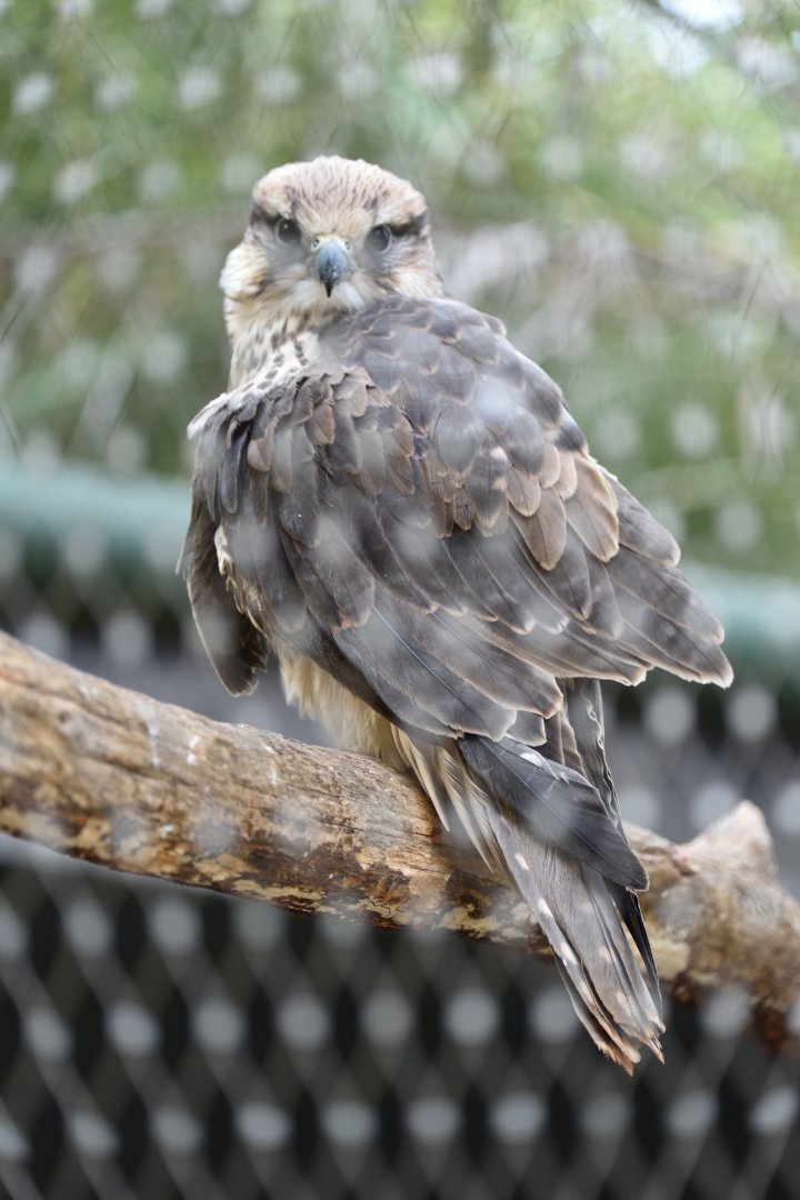Rabat Zoo -  Lanner falcon (Falco biarmicus erlangeri)