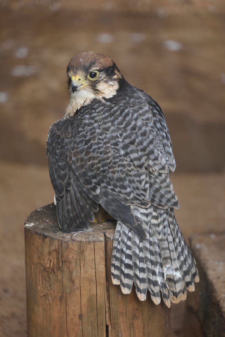 Rabat Zoo - Lanner falcon (Falco biarmicus erlangeri)