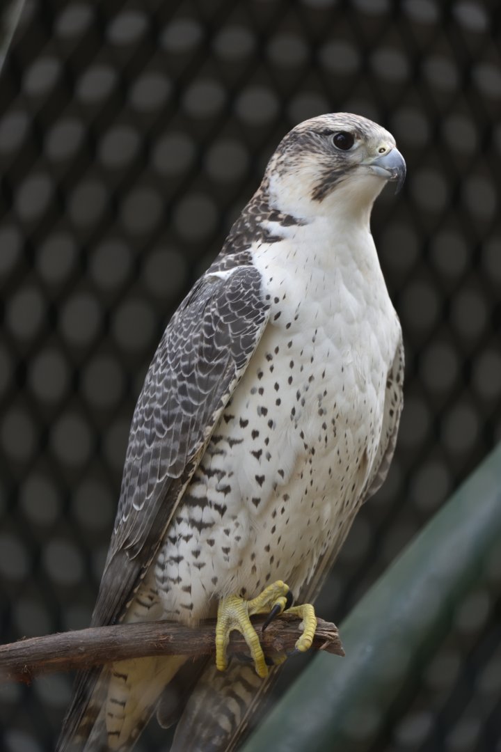 Rabat Zoo - Lanner falcon (Falco biarmicus erlangeri)