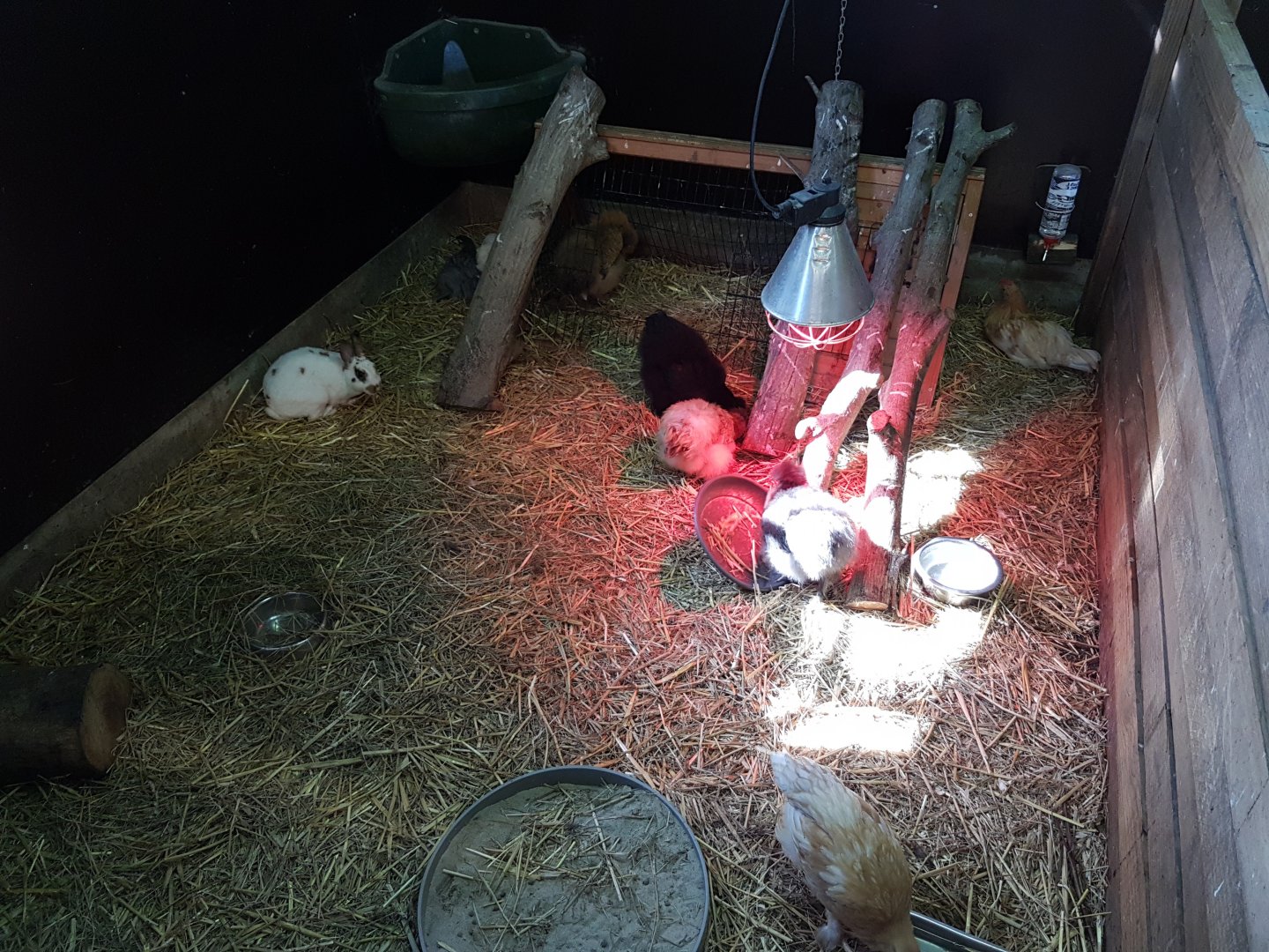 Rabbit and chicken-stable