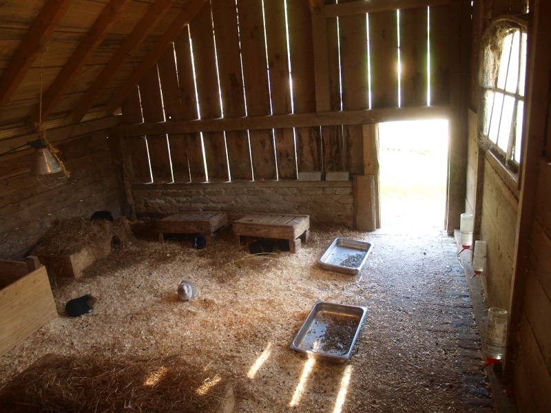 Rabbit and guinea pig indoor housing (May 2nd, 2015)
