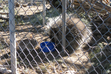 rabbit and porcupine